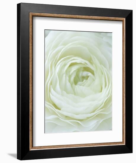 Close-up of White Flower-Clive Nichols-Framed Photographic Print