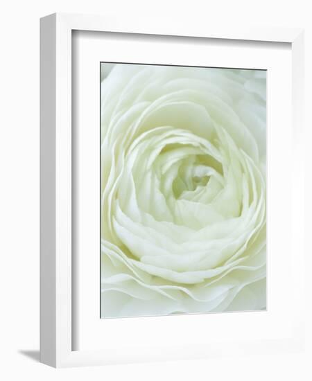 Close-up of White Flower-Clive Nichols-Framed Photographic Print