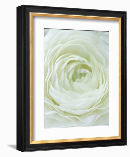 Close-up of White Flower-Clive Nichols-Framed Photographic Print