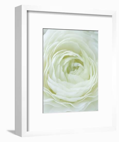 Close-up of White Flower-Clive Nichols-Framed Photographic Print