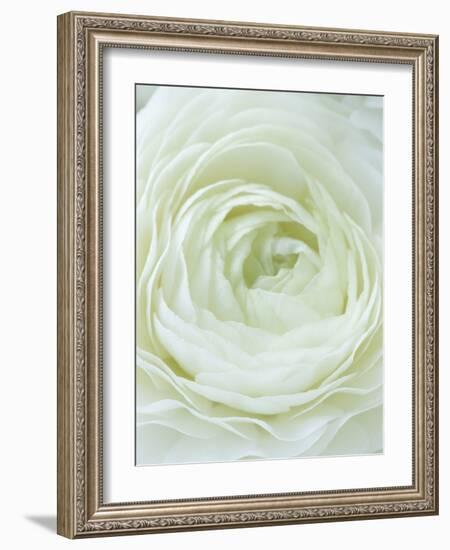 Close-up of White Flower-Clive Nichols-Framed Photographic Print