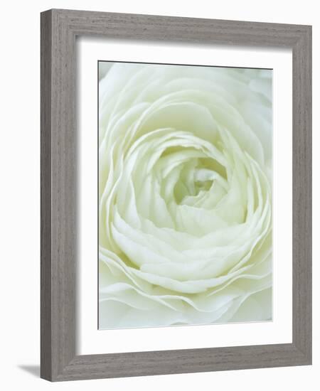 Close-up of White Flower-Clive Nichols-Framed Photographic Print