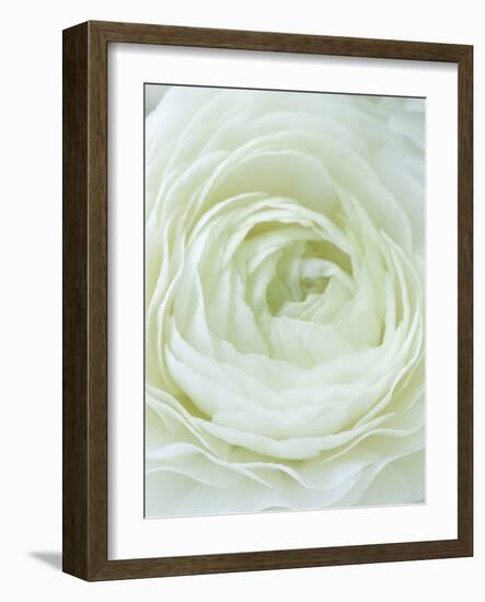 Close-up of White Flower-Clive Nichols-Framed Photographic Print