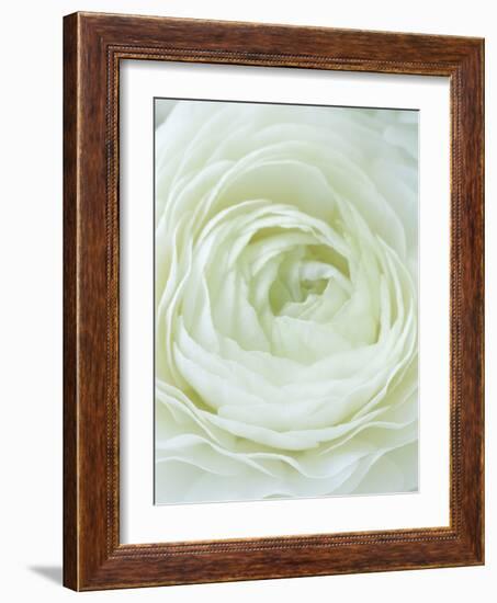 Close-up of White Flower-Clive Nichols-Framed Photographic Print