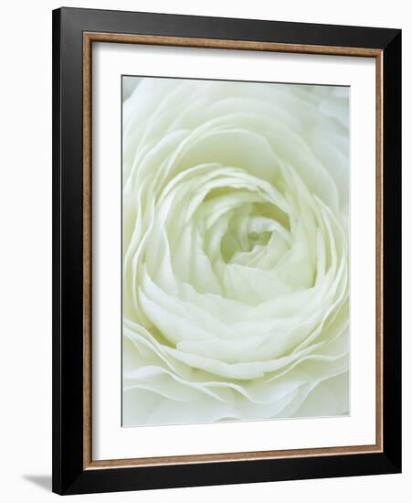 Close-up of White Flower-Clive Nichols-Framed Photographic Print