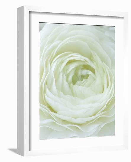 Close-up of White Flower-Clive Nichols-Framed Photographic Print