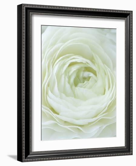 Close-up of White Flower-Clive Nichols-Framed Photographic Print