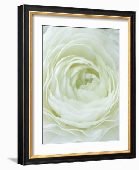 Close-up of White Flower-Clive Nichols-Framed Photographic Print