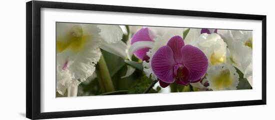 Close-Up of White Orchid Flowers in Bloom-null-Framed Photographic Print