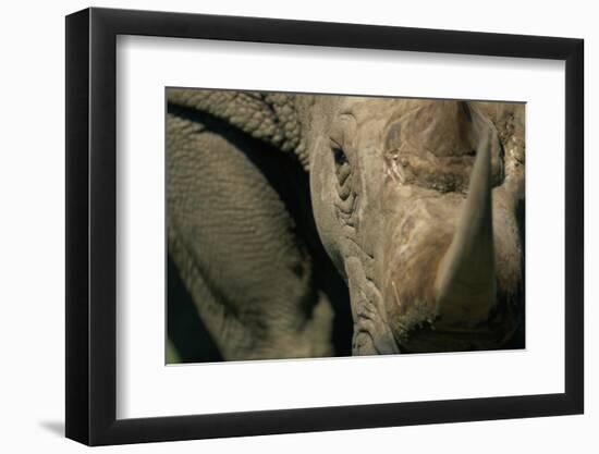 Close-Up of White Rhinoceros-null-Framed Photographic Print