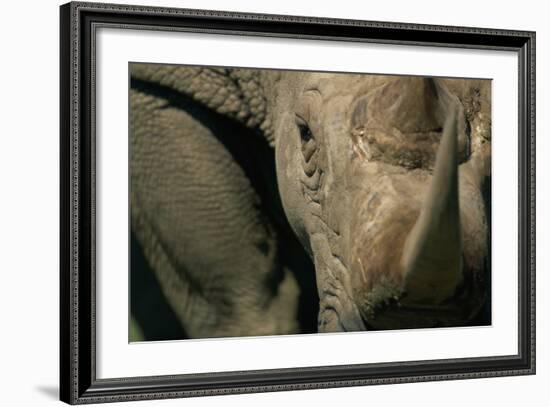 Close-Up of White Rhinoceros-null-Framed Photographic Print