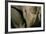 Close-Up of White Rhinoceros-null-Framed Photographic Print