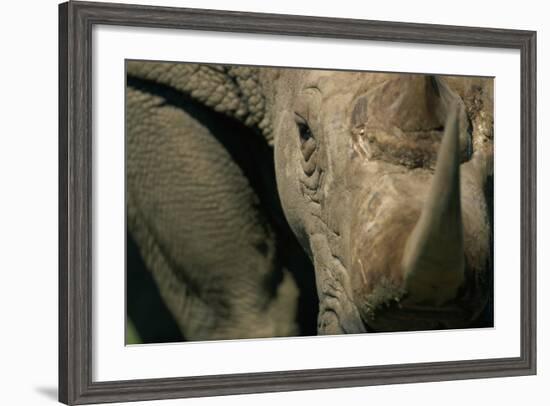 Close-Up of White Rhinoceros-null-Framed Photographic Print