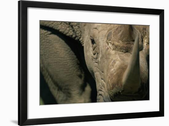 Close-Up of White Rhinoceros-null-Framed Photographic Print