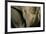 Close-Up of White Rhinoceros-null-Framed Photographic Print