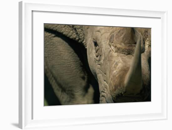 Close-Up of White Rhinoceros-null-Framed Photographic Print