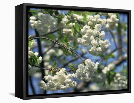 Close-Up of White Spring Blossom on a Tree in London, England, United Kingdom, Europe-Mawson Mark-Framed Premier Image Canvas