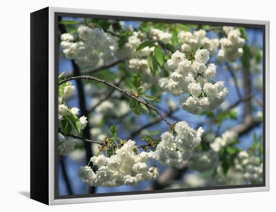 Close-Up of White Spring Blossom on a Tree in London, England, United Kingdom, Europe-Mawson Mark-Framed Premier Image Canvas