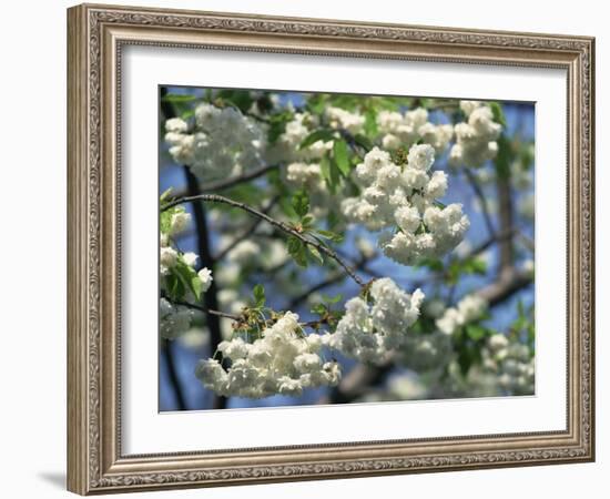 Close-Up of White Spring Blossom on a Tree in London, England, United Kingdom, Europe-Mawson Mark-Framed Photographic Print