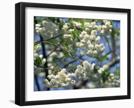 Close-Up of White Spring Blossom on a Tree in London, England, United Kingdom, Europe-Mawson Mark-Framed Photographic Print