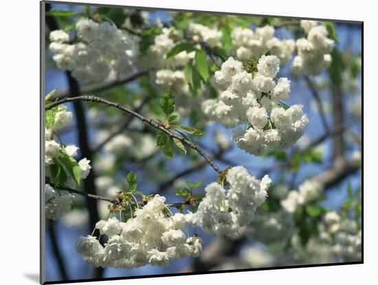 Close-Up of White Spring Blossom on a Tree in London, England, United Kingdom, Europe-Mawson Mark-Mounted Photographic Print