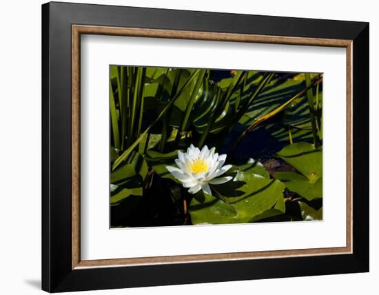 Close-up of White water lily flowers-null-Framed Photographic Print