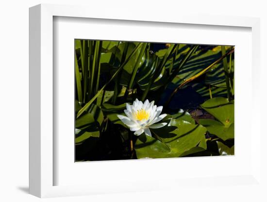 Close-up of White water lily flowers-null-Framed Photographic Print