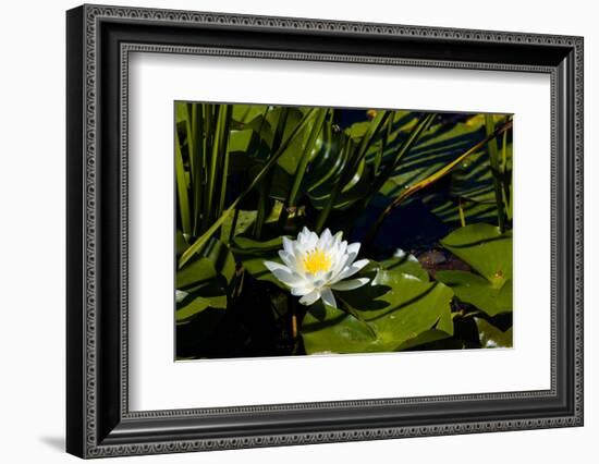 Close-up of White water lily flowers-null-Framed Photographic Print