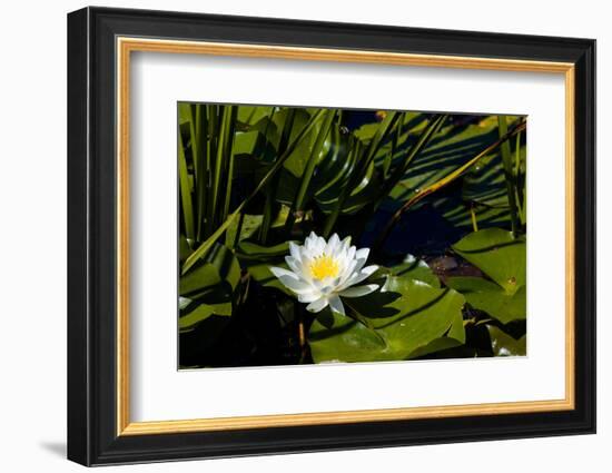 Close-up of White water lily flowers-null-Framed Photographic Print