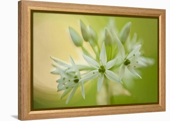 Close-Up of Wild Garlic (Allium Ursinum) Flowers, Hallerbos, Belgium, April 2009-Biancarelli-Framed Premier Image Canvas