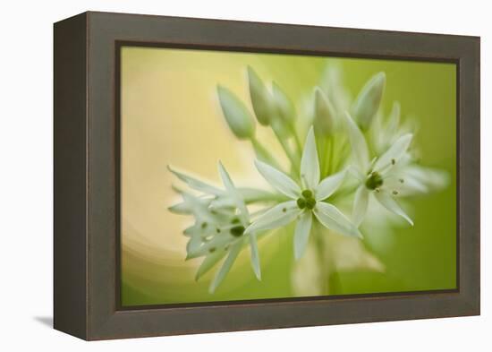 Close-Up of Wild Garlic (Allium Ursinum) Flowers, Hallerbos, Belgium, April 2009-Biancarelli-Framed Premier Image Canvas