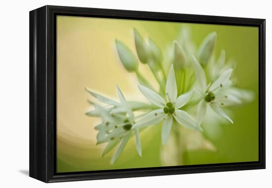 Close-Up of Wild Garlic (Allium Ursinum) Flowers, Hallerbos, Belgium, April 2009-Biancarelli-Framed Premier Image Canvas