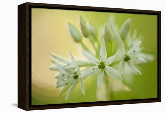 Close-Up of Wild Garlic (Allium Ursinum) Flowers, Hallerbos, Belgium, April 2009-Biancarelli-Framed Premier Image Canvas