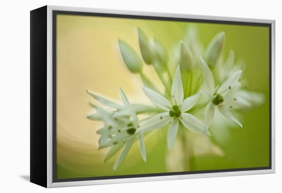 Close-Up of Wild Garlic (Allium Ursinum) Flowers, Hallerbos, Belgium, April 2009-Biancarelli-Framed Premier Image Canvas