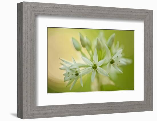 Close-Up of Wild Garlic (Allium Ursinum) Flowers, Hallerbos, Belgium, April 2009-Biancarelli-Framed Photographic Print