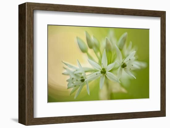 Close-Up of Wild Garlic (Allium Ursinum) Flowers, Hallerbos, Belgium, April 2009-Biancarelli-Framed Photographic Print