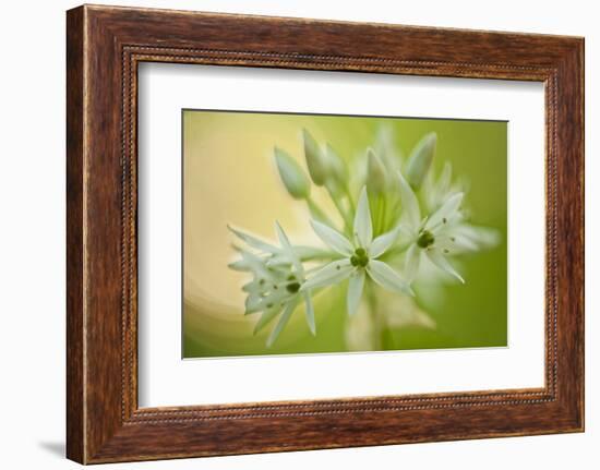 Close-Up of Wild Garlic (Allium Ursinum) Flowers, Hallerbos, Belgium, April 2009-Biancarelli-Framed Photographic Print