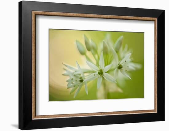 Close-Up of Wild Garlic (Allium Ursinum) Flowers, Hallerbos, Belgium, April 2009-Biancarelli-Framed Photographic Print