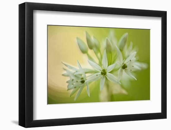 Close-Up of Wild Garlic (Allium Ursinum) Flowers, Hallerbos, Belgium, April 2009-Biancarelli-Framed Photographic Print