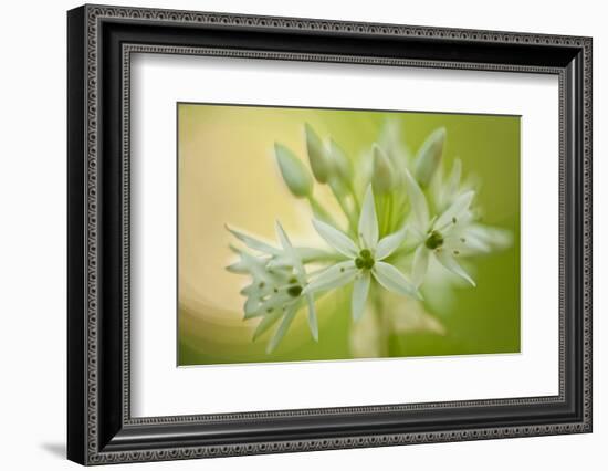 Close-Up of Wild Garlic (Allium Ursinum) Flowers, Hallerbos, Belgium, April 2009-Biancarelli-Framed Photographic Print