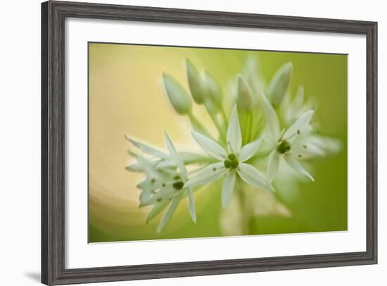 Close-Up of Wild Garlic (Allium Ursinum) Flowers, Hallerbos, Belgium, April 2009-Biancarelli-Framed Photographic Print