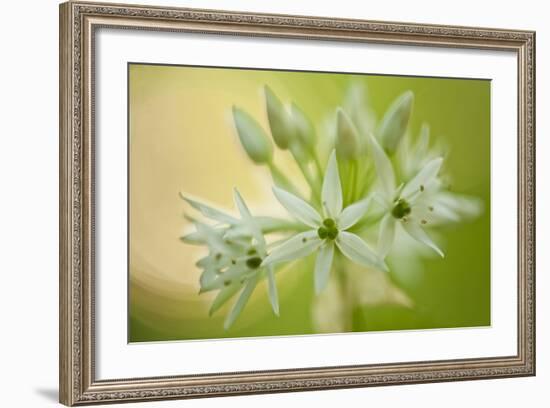 Close-Up of Wild Garlic (Allium Ursinum) Flowers, Hallerbos, Belgium, April 2009-Biancarelli-Framed Photographic Print