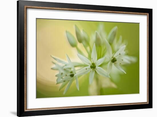 Close-Up of Wild Garlic (Allium Ursinum) Flowers, Hallerbos, Belgium, April 2009-Biancarelli-Framed Photographic Print