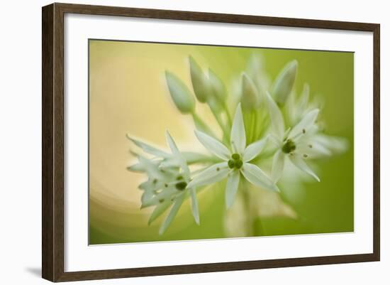 Close-Up of Wild Garlic (Allium Ursinum) Flowers, Hallerbos, Belgium, April 2009-Biancarelli-Framed Photographic Print