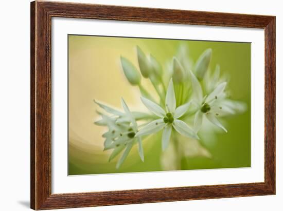 Close-Up of Wild Garlic (Allium Ursinum) Flowers, Hallerbos, Belgium, April 2009-Biancarelli-Framed Photographic Print