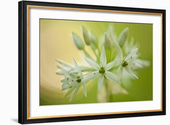 Close-Up of Wild Garlic (Allium Ursinum) Flowers, Hallerbos, Belgium, April 2009-Biancarelli-Framed Photographic Print