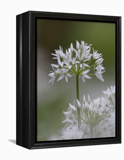 Close-Up of Wild Garlic Flower, Lancashire, England, United Kingdom-Ann & Steve Toon-Framed Premier Image Canvas