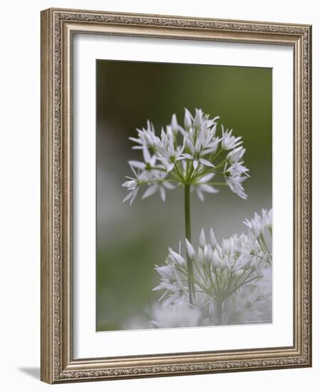 Close-Up of Wild Garlic Flower, Lancashire, England, United Kingdom-Ann & Steve Toon-Framed Photographic Print