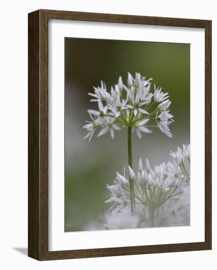 Close-Up of Wild Garlic Flower, Lancashire, England, United Kingdom-Ann & Steve Toon-Framed Photographic Print