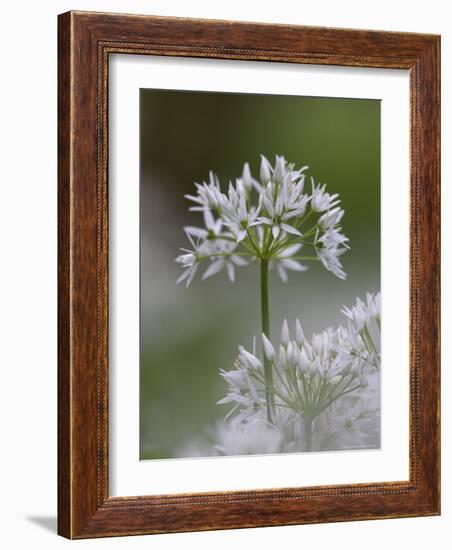 Close-Up of Wild Garlic Flower, Lancashire, England, United Kingdom-Ann & Steve Toon-Framed Photographic Print